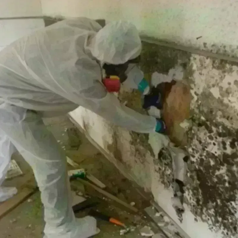 Mold Remediation and Removal in Springville, IA